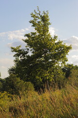 Fototapeta premium single tree in the meadow