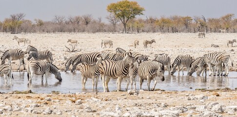 Fototapeta na wymiar A herd of Burchell's zebra (equus burchelli) drinking at a waterhole in extreme heat conditions during the dry season in Namibia.
