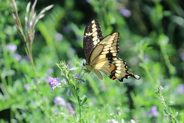 Canadian tiger swallowtail yellow butterfly