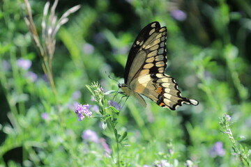 Canadian tiger swallowtail yellow butterfly