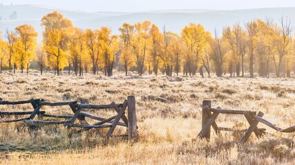 A rustic wooden buck and rail fence and an autumn landscape scene with backlit cottonwood trees in...