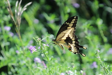 Canadian tiger swallowtail yellow butterfly