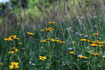 yellow flowers and the green shades of meadow