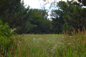 green meadow and the wheats
