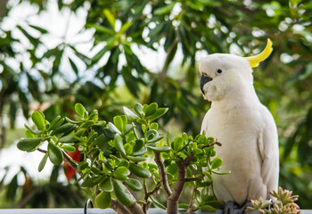 The beautiful Sulpher Crested Cockatoo