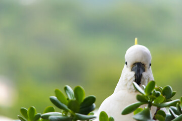 The beautiful Sulpher Crested Cockatoo