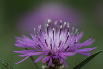 purple flower with many petals