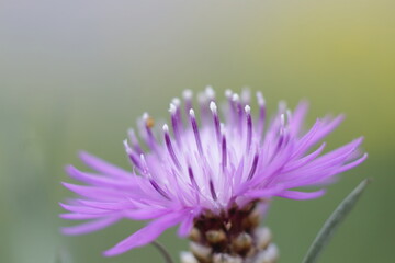 purple flower with many petals