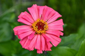 Pink Dahlia close up in summer garden