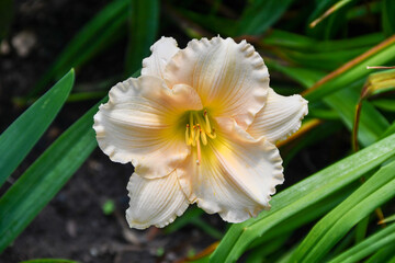 pretty lily like flower in summer garden