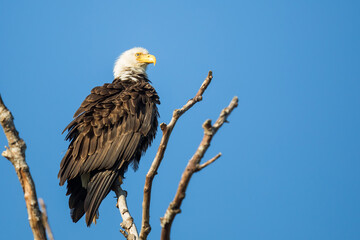 Bald Eagle Perches at the Top of a Snag