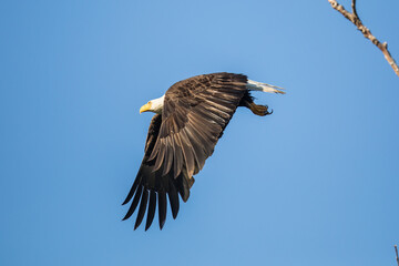 Bald Eagle Launches into the Air from His Perch