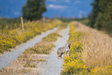 Coyote Stares into the Camera on a Flowery Trail