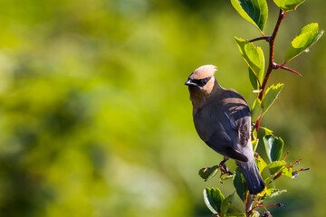 Cedar Waxwing Turns His Head into the Sun