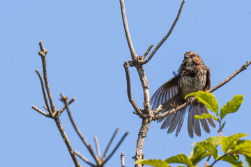 Song Sparrow Stretches Wing and Tail on a Sunny Blue Sky Day