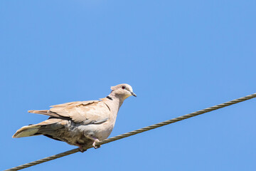 Eurasian Collared Dove on a Guy Wire