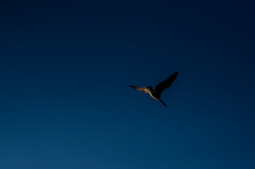 Beautiful bird Flying