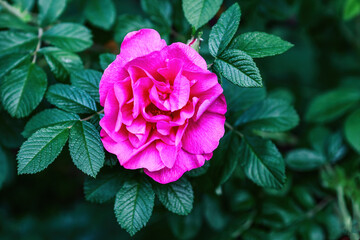 Beautiful flower of red pink rosehip (Rosa rugosa). A fragrant, beautiful and useful plant. Artistic toned, noise grain added.
