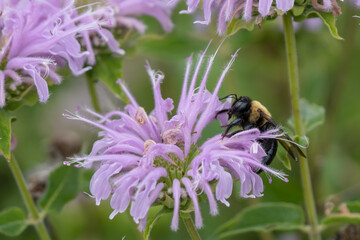 bumble bee is collecting pollen from a purple flower