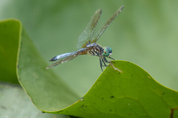 vibrant dragonfly has landed on a green leaf nearby