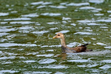 のんびりと泳ぐバンの若鳥