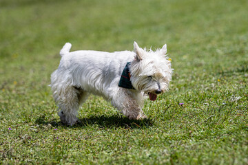 white West Highland terrier dog with blue bandana on green grass