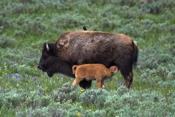 Bison cow and calf suckeling, Hayden Valley, Yellowstone National Park, Wyoming, USA