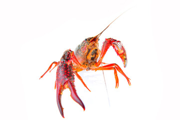 Lobster on a white background