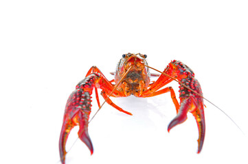 Lobster on a white background