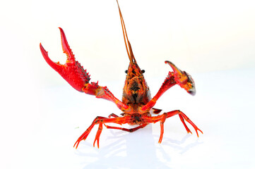 Lobster on a white background