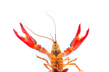 Lobster on a white background
