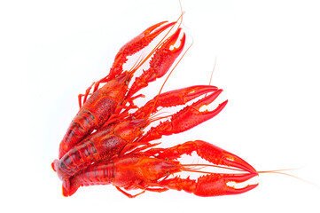 Lobster on a white background