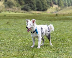 happy friendly white border collie purebred dog standing on grass in summer valley