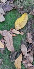 Dried autumn yellow and brown leaves on bright green grass. The mood is sadness, sad. Contradiction and symbol. Old and young