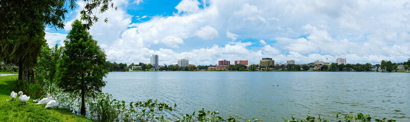 Swan in Lake Morton at city center of lakeland Florida