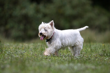 happy white West Highland terrier dog with blue bandana on green grass and dark background