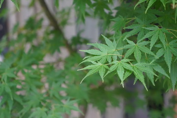 summertime maple leaf