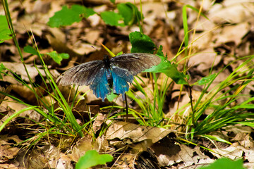 blue butterfly on the grass