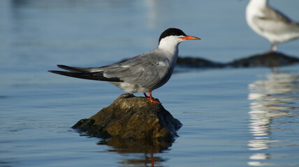 Bird resting on a rock while looking for breakfast.