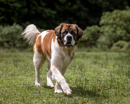 cute adult saint bernard dog in nature with bushes behind walking over grass