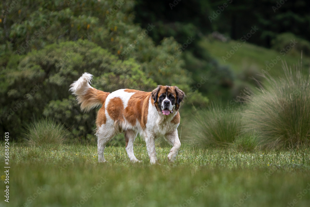 Wall mural portrait of adult st bernard purebreed dog with nature vegetation behind