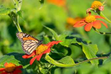 Monarch butterfly drawing nectar from red flower with yellow center in selective focus with green leaves in blurred background