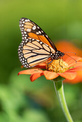 Fototapeta na wymiar Monarch butterfly drawing nectar from red flower with yellow center in selective focus with green leaves in blurred background