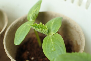 A young cucumber true leaf is coming out from between its cotyledon in the paper pot.