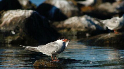 Bird on a rock having breakfast.