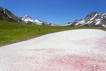 Pink snow (watermelon snow) phenomenon in italian alps in summer 2020. Grauson valley, Cogne, Aosta valley, Italy
