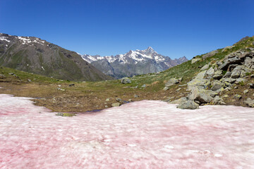 Pink snow (watermelon snow) phenomenon in italian alps in summer 2020. Grauson valley, Cogne, Aosta valley, Italy