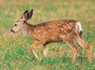 deer (fawn) in the woods