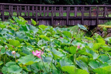 大賀ハス（古代ハス）の群生　The pond full of Oga Lotus which is famous for Dr. Ichiro Oga's work in discovering and reviving ancient lotus seeds.