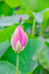 大賀ハス（古代ハス）のつぼみ　A bud of Oga Lotus which is famous for Dr. Ichiro Oga's work in discovering and reviving ancient lotus seeds.